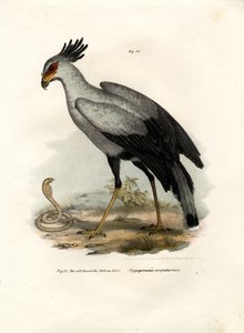 Ave Rapaz de Patas Largas de German School